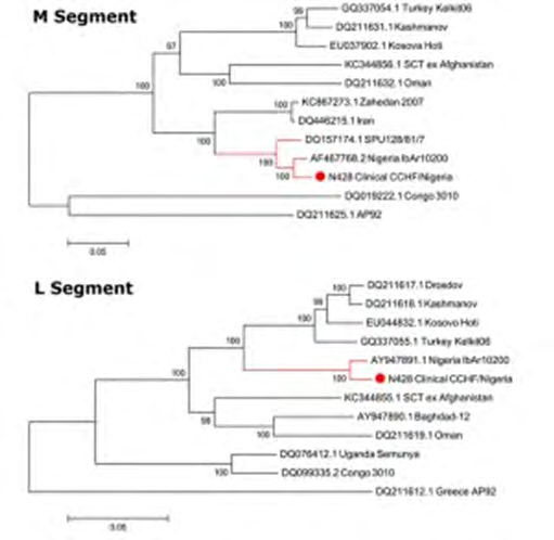 Figure 5: Maximum Likelihood phylogenetic tree showing relationship distance obtained by comparing CCHFV M and L-segment open-reading frames.