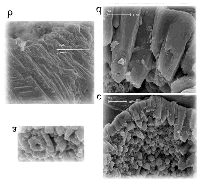 Figure 1: Shell wall ultrastructure of the two Strictocostella shells [88]. a. Rough outer surface and pore openings of Strictocostella matanzana (Palmer and Bermudez) 1936, with a pore opening between and inside the tubercles (enlarged view of the chamber wall, (×5000). b. Part of the transverse breaking of the chamber wall of Strictocostella matanzana (Palmer and Bermudez) 1936, showing partly inclined parallel plates going from the inner part of the chamber up to the surface and pierced by the narrow pore openings going in the same direction (x 6000). c. Part of the broken last chamber of Strictocostella matanzana (Palmer and Bermudez) 1936 perytae Mikhalevich, [88] showing the polygonal crystals (x 3000). d. Strictocostella matanzana (Palmer and Bermudez) 1936 perytae Mikhalevich, [88] – part of the previous photo c - showing enlarged polygonal crystals at the edge of the transverse breakage of the chamber wall with the pore opening inside the broken polygonal crystals (x 6000). The other important event of the last decades of the 20th century was the use of molecular genetic methods – the event of the highest importance in biology. In the study of foraminifera these principally new molecular methods permitted to identify several main phyletic lines (clades) (see below) [89-93], as well as to document some minor clades of marine and even fresh-water foraminifera [94,95], to define the position of Foraminifera among the other unicellular Eukaryots [96,97], to interpret geological age of the main clades using molecular clock analysis [98]. Molecular studies have revealed a twice greater diversity of phylotypes than morphotypes in some single-chambered (monothalamous) foraminifera [99-103], and high genetic variability of some planktonic species [104-108]. They also documented the possibility of existence of a pelagic stage in the life cycle of benthic species [109], and gave many other important, sometimes unexpected results. These methods gave new insight into foraminiferal zoogeography and phylogeography [110-114], molecular ecology using sequencing of environmental DNA (eDNA metabarcoding) gave the possibility to receive necessary results thousands of times more effectively than was possible with traditional methods [115,116]. Metagenomic sequencing became a common, powerful approach to study diversity and functional relationships in marine ecosystems.