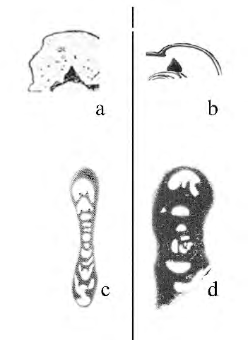 Figure 3: (from Mikhalevich, 2009, part)[124]. Inner apertural structures in fusulinids (a, c) and miliolids (b, d): a – Endothyra ex. gr. similis Rauser-Chernousova and Reitlinger, 1936; b – Miliolinella subrotunda Montagu, 1803; c – Novella evoluta Grozdilova and Lebedeva, 1950; d – Kayseriella decastroi Sirel, 1999 (after Mikhalevich, 2009 [124]– part) .