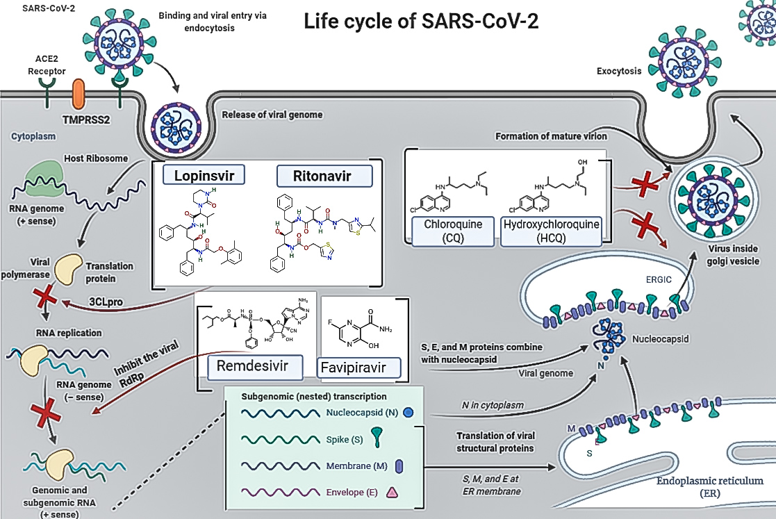 Figure 1: Re-purposing drugs targeting at different steps of the SARS-CoV-2 life cycle under clinical trial (created by using BioRender.com).