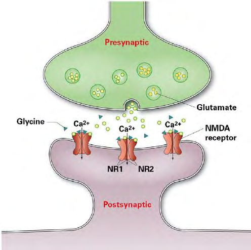 Figure 1: Subunits of NMDARs are GluN2A and GluN2B, but excitotoxicity in AD is due to extra synaptic GluN2B [3]. For researchers it is an interesting strategy to synthesize GluN2B