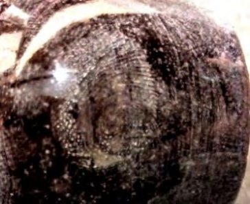 Figure 8: Development of Latent Fingerprint with the help of Rock salt powder on Porous Marble surface.