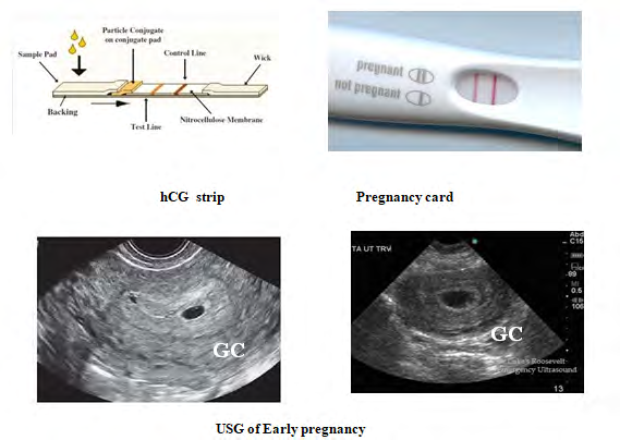 Figure 2: hCG Identification.