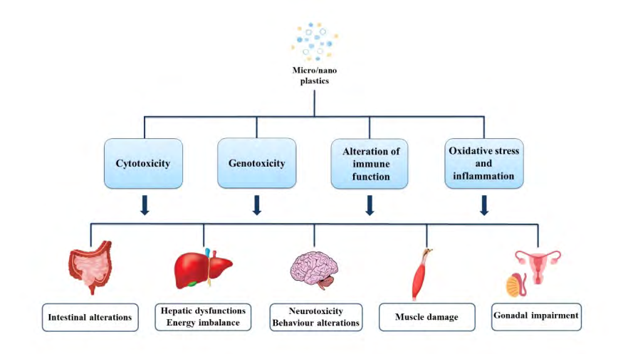 Figure 1: Mechanisms of action of MPs/NPs.