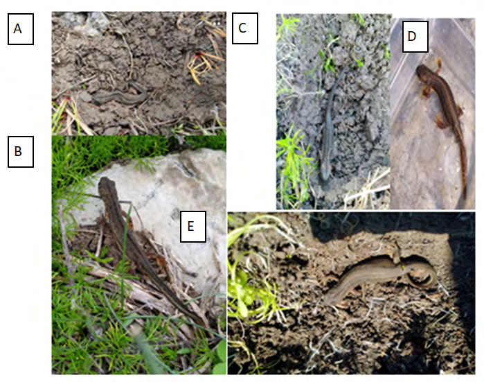 Figure 2: Newts (T. vittatus) in the terrestrial phase in the dry pool after the rains have begun. The newts are waiting for the pool to fill up. (A, B, C) males; (D, E) females.