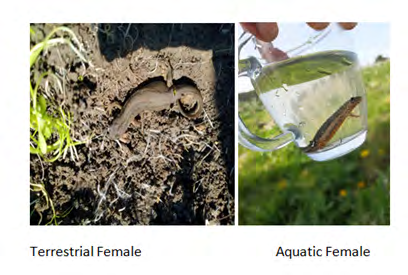 Figure 4: Measurements of mature females (terrestrial n = 5, aquatic n = 3) (average and SE).