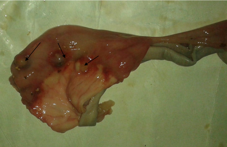 Figure 1: Fibrotic nodular lesiones (black arrows) on the external surface of small intestine caused by Macracanthorynchus hirudinaceus (Pallas,1781).