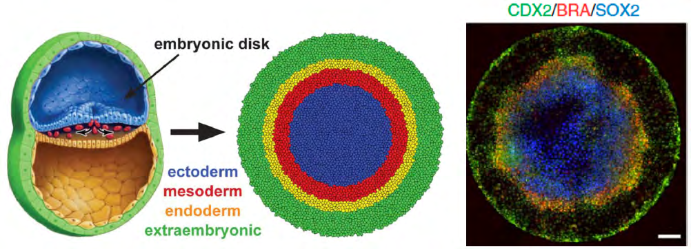 Figure 1: The 2.5D gastruloid model perfectly recapitulates the in vivo gastrulation by giving rise to the three fundamental germ layers from a homogeneous hESC micropattern. CDX2, BRA and SOX2 are specific markers for trophectoderm (extraembryonic), mesoderm and ectoderm, respectively. Endoderm marker was not included in the staining, so it’s shown as a blank. Figures are adapted from the works published by Heemskerk, et al. and Warmflash, et al.