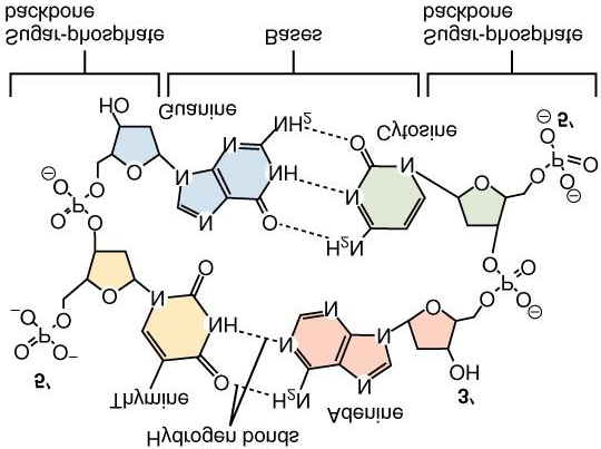Figure 4: Chemical composition of the building block and constituting elements of the DNA double helix. The bases are nitrogen-rich moieties with bear an unequalled role in preserving the organisms inheritance as well as a remarkable feature: namely, the ratio of nitrogen mass to molar masses of the adenine + thymine pair equals 98.07/256.92 = 0.3817 and for the guanine + cytosine pair it equals 112,08/250,24 = 0.4479, which numbers fit well within the range of the (inverted) Fibonacci sequence of Figure 2. (Chemical structures from Wikipedia, Chemistry).