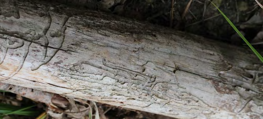 Figure 6: Galleries of bark beetles for fungal harvesting, like those formed by the European spruce bark beetle (Ips typographicus), are considered a pest for spruce forests and cause significant economic losses in many European countries. (Photo © 2020, Biological Publishing A&O).