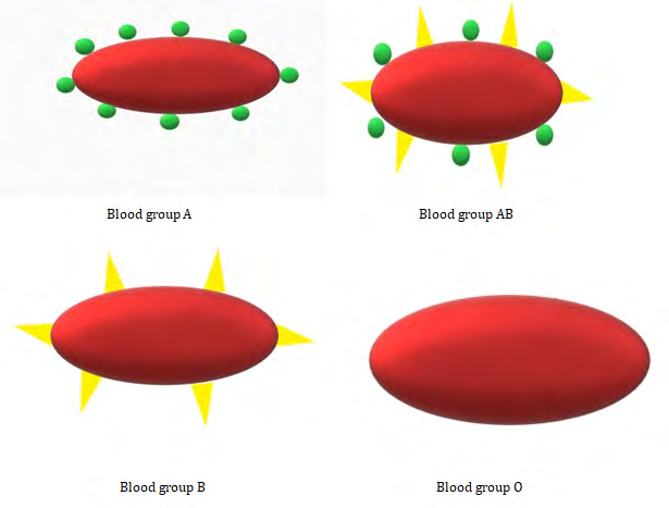 Figure 1: Figure represents the ABO blood group typing according to presence of different antigens.