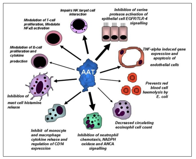 Figure 2: AAT Modulation of different cell types during inflammation [1].