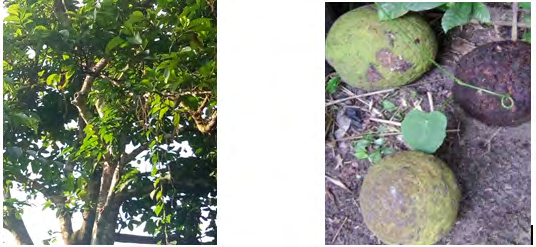 Figure 8: Native Mango Tree Figure 9: Native Mango Seeds (Ogbonno)
