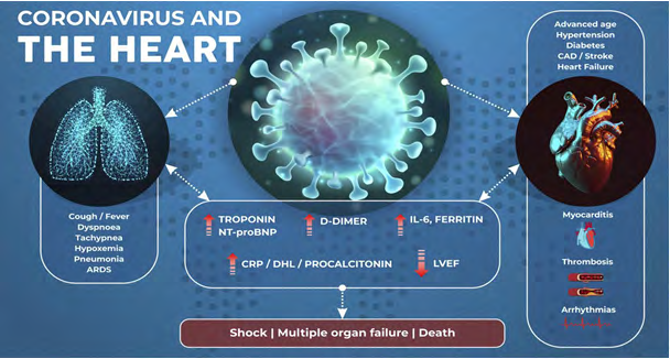 Figure 5: Coronavirus and the Heart.