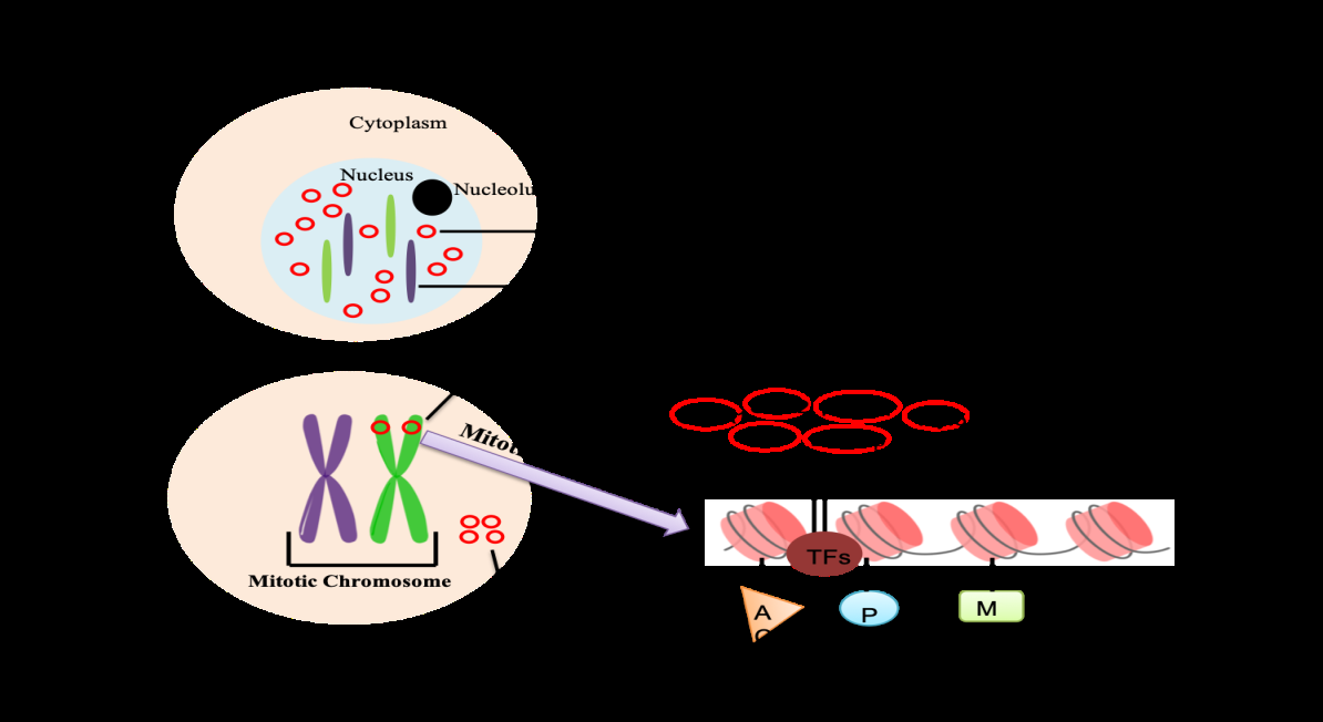 Figure 1: Schematic representation of the Transcription factors (TF) and chromatin during interphase. During mitosis, the chromatin condenses into compact chromosomes and the retained TFs act as bookmarking factors.
