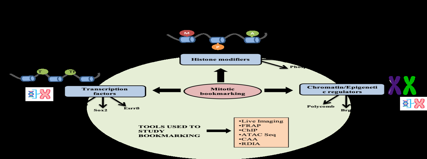 Figure 2: Schematic representation of the various factors in a cell with examples which play a role in mitotic bookmarking.