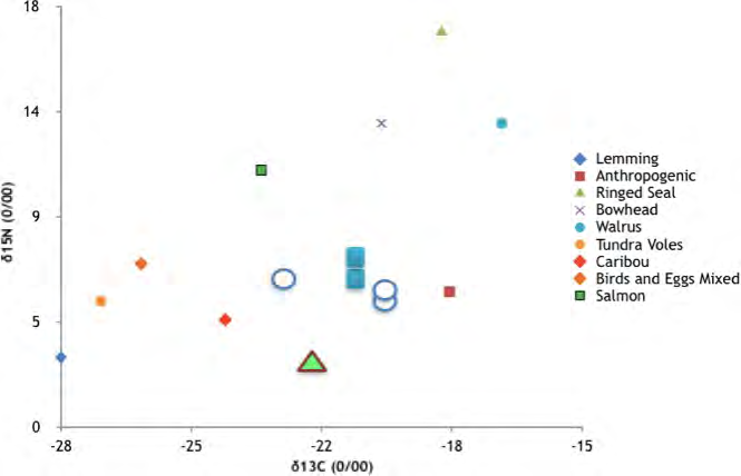 Figure 3: δ15N stable isotope values of bone collagen an indication of trophic level. Blue colored squares are Yukon Territory Arctic foxes (n=2). Open large circles are Yukon Territory red foxes (n=3). Large green triangle with red border represents Bethel red foxes (n=65). Marine and terrestrial trophic level data from Hobson, et al., Neil and Cornwell, Roth, et al., Schmutz and Hobson, Wilkinson, et al. [46-50], and Anthropogenic (representing humans eating C4 plants) data from Leconte, et al. [51].