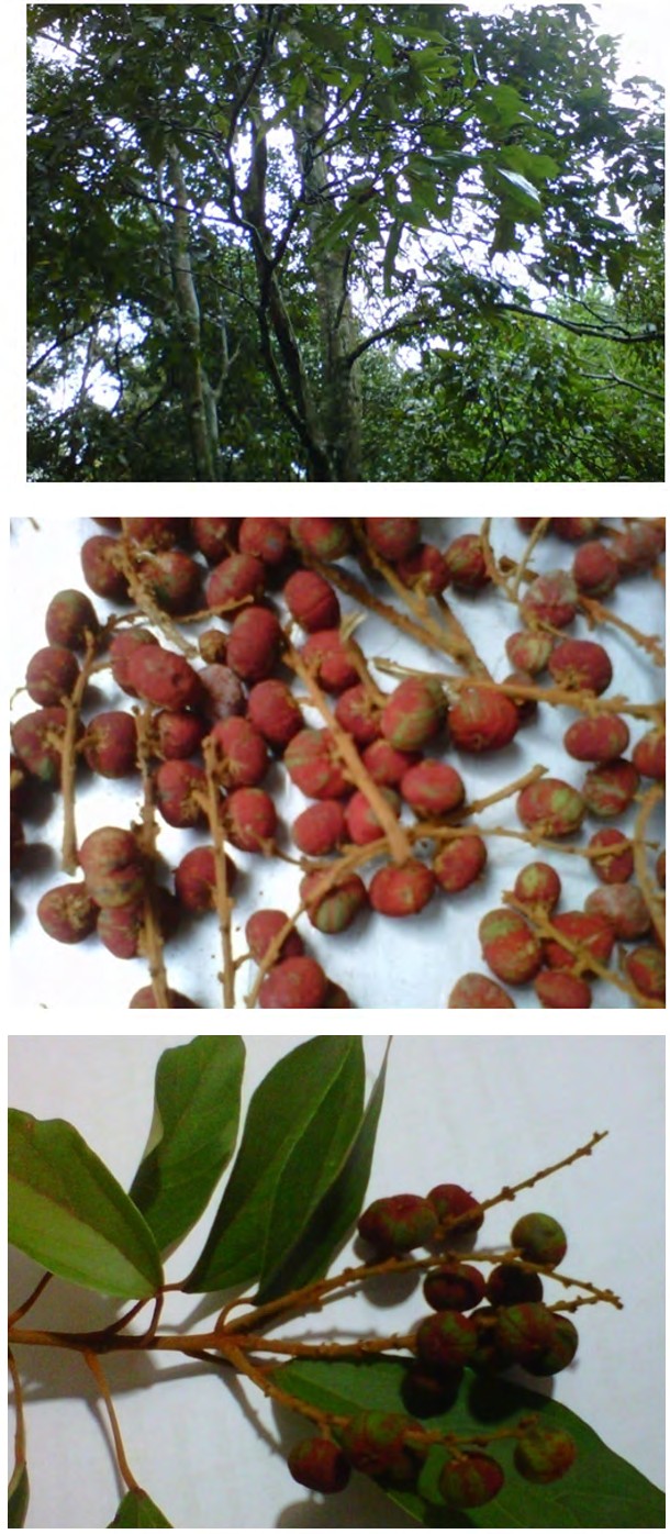Figure 5: Mallotus philippensis Muell. Arg. tree at Haldummulla Medicinal Plant Nursery, Sri Lanka