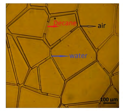 Figure 4: Image of the three phases (water, decane, gas) trapped in the pore network in the microfluidic device.