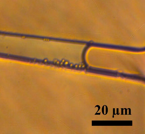 Figure 5: Curvature of the oil-water interface indicates the hydrophilicity of the NOA81 fluidic channel walls.