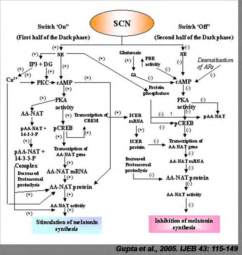 Figure 1: Synthesis and regulation of synthesis of melatonin.