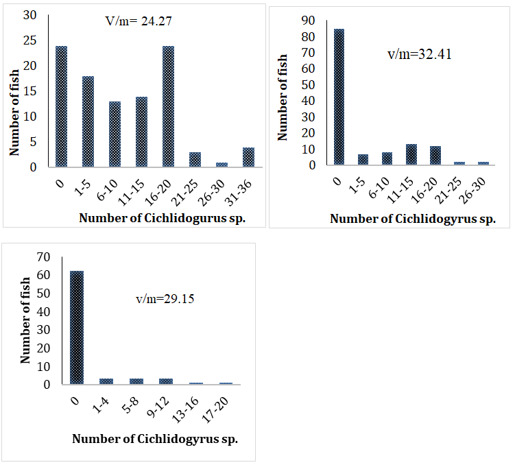 Figure 3: Frequency distributions of Cichlidogyrus spp. a) Koftu Lake (n=101), b) Sebeta ponds (n=128) and c) Wonchi private farms (n=73).