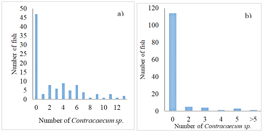 Figure 9: Frequency distribution of Contracaecum sp. from a) Koftu Lake (n=101) and b) Sebeta ponds (n=128).