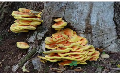 Figure 1: Laetiporus sulphureus (Photographs taken by Shirley Zundell, Locality: United States, Vermont, Eagle Mountain, Milton, USA, hosted by http://mycoportal.org).