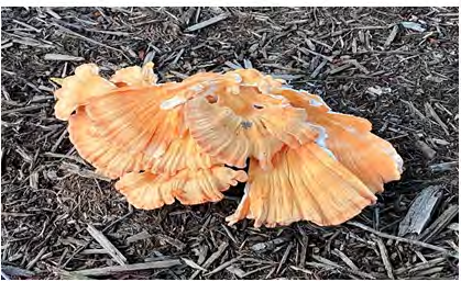 Figure 2: Laetiporus sulphureus (Photographs taken by Jillian Mattern, Locality: USA, Mississippi, Marshall, Wall Doxey State Park, hosted by http://mycoportal.org).