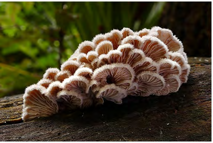 Figure 3: Schizophyllum commune (Photo was taken by Bernard Spragg, Locality: from Christchurch, New Zealand. Cited in https://en.wikipedia.org/wiki/Schizophyllum commune).