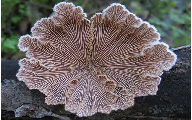 Figure 4: Schizophyllum commune (Locality: Marteleira, Lourinhã, Portugal. (Cited in https://commons.wikimedia. org/wiki/File:Schizophyllum_commune_Fr_299074.jpg).