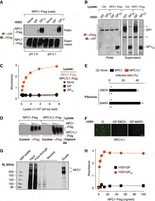 Figure 3: NPC1 binds specifically and directly to a cleaved form of the Ebola virus glycoprotein. (A) Co-immunoprecipitation (co-IP) of NPC1 by EBOV GP. Magnetic beads coated with GP-specific monoclonal antibody KZ52 were incubated with detergent extracts containing no virus (None), uncleaved rVSV-GP, or cleaved rVSV-GPCL. The resulting control or glycoprotein-decorated beads were mixed with cell lysates containing human NPC1–Flag at pH 7.5 or 5.1 and 4°C. Beads were then retrieved and NPC1–Flag in the immune pellets and supernatants was detected by IB with an anti-Flag antibody. Pellets and supernatants were resolved on separate gels but exposed simultaneously to the same piece of film. (B) Reciprocal co-IP of GP by NPC1. Cell lysates lacking (Ctrl) or containing NPC1–Flag were incubated with anti-Flag antibody-coated magnetic beads. The resulting control or NPC1-decorated beads were mixed with detergent extracts of rVSV-GP or rVSV-GPCL at pH 7.5 and 4°C. Beads were then retrieved and GP or GPCL in the immune pellets and supernatants was detected by IB with an anti-GP antiserum. Pellets and supernatants were resolved on separate gels but exposed simultaneously to the same piece of film. Asterisks indicate bands detected non-specifically by the antiserum. (C) GPCL captures NPC1 but not NPC1-like1 (NPC1L1) in an ELISA. Plates coated with rVSV-GP or rVSV-GPCL were incubated with cell extracts containing NPC1–Flag or NPC1L1–Flag, and bound Flag-tagged proteins were detected with an anti-Flag antibody. Results (n=3) are representative of at least four independent experiments. (D) Cell extracts used in (C) were incubated with plates coated with an anti-Flag antibody or an isotype-matched control, and captured proteins were eluted and detected by IB with the anti-Flag antibody. Samples were resolved on the same gel. (E,F) NPC1L1 cannot support filovirus entry and infection. CT43 cells expressing NPC1L1–Flag were exposed to wild-type EBOV or MARV (E) or to recombinant VSVs (F), and infected cells were visualized and enumerated by fluorescence microscopy. Asterisks in (E) indicate values below the limit of detection. Scale bar, 20 μm. (G, H) GPCL but not GP captures affinity-purified NPC1–Flag in an ELISA. (G) NPC1–Flag was purified from CT43 CHO cell lysates by Flag affinity chromatography and visualized by SDS–PAGE and staining with Krypton infrared protein stain. Samples were resolved on the same gel. (H) ELISA plates coated with rVSV-GP or rVSV-GPCL were incubated with NPC1–Flag purified in (G), and bound Flag-tagged proteins were detected with an anti-Flag antibody. Results (n=3) are representative of at least four independent experiments. Error bars indicate s.d. Figure source data can be found in Supplementary data.