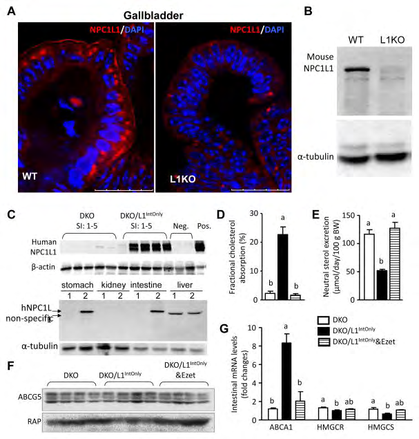 Figure 4: A) Immunofluorescence staining of mouse NPC1L1 in the gallbladder of wild-type (WT) and L1KO mice on regular chow diet using a rabbit Anti-NPC1L1 Antibody (aa1000–1100) IHC-plus LS-B88 (Lifespan Biosciences, Inc., Seattle, WA). White arrows denote the luminal surface of gallbladder epithelium. B) Immunoblots of mouse NPC1L1 in the 100μg of gallbladder homogenates of WT and L1KO mice using the above antibody. C) Immunoblots of human NPC1L1 in the homogenates (30μg protein each) of the 5 equal segments of small intestine (SI: 1–5). Two L1-KO mouse livers as negative controls (Neg., 20μg). The L1KO liver transgenic ally overexpressing human NPC1L1 as a positive control (Pos., 20μg). In the bottom panel, 50μg homogenate proteins were used for stomach, kidney and liver, and 20μg for intestine (jejunum). 1, DKO; 2, DKO/IntOnly. D) Intestinal cholesterol absorption (n = 8). E) Fecal neutral sterol excretion (n = 8–12). F) Immunoblots of ABCG5 and receptor- associated protein (RAP) (as a loading control) in the jejunal membrane preparations. G) Relative mRNA levels of cholesterol- sensitive genes in the jejuna (n = 5). Groups not sharing a common superscript letter are significantly different (P < 0.05). Ezet, ezetimibe; HMGCR, HMG-CoA reductase; HMGCS, HMG-CoA synthase.