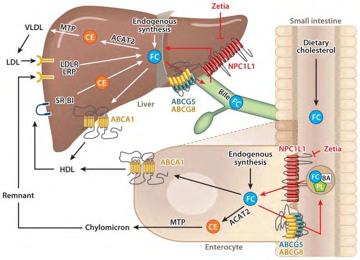 Figure 5: The role of Niemann-Pick C1-Like 1 (NPC1L1) in cholesterol transport in the small intestine and liver. In the lumen of the small intestine, unesterified free cholesterol (FC) from dietary intake and biliary secretion is solubilized in mixed micelles containing bile acids (BA) and phospholipids (PL). This solubilization is critical for the diffusion of FC across the unstirred water layer to reach intestinal brush border membranes, where FC is taken up into enterocytes by the apically localized NPC1L1 protein. Ezetimibe (Zetia) can inhibit this NPC1L1-dependent cholesterol uptake. The majority of absorbed and endogenously synthesized cholesterol is transported to the endoplasmic reticulum, where it is converted to cholesterol ester (CE) by acyl-CoA: cholesterol acyltransferase 2 (ACAT2) and is then assembled into chylomicrons in a microsomal triglyceride transfer protein (MTP)-dependent manner for secretion into the circulation via the lymphatic system. Unesterified FC may be transported back to the intestinal lumen by the apically localized heterodimeric sterol transporter ABCG5/ABCG8 [ATP-binding cassette (ABC) transporters G5 and G8]. FC may also be transported into the circulation as a constituent of high-density lipoprotein (HDL) via ABCA1 located at the basolateral membrane of enterocytes. In the liver, cholesterol can be synthesized locally or taken up by hepatocytes from circulating lipoproteins such as low-density lipoprotein (LDL), HDL, and chylomicron remnants via LDL receptor (LDLR), HDL receptor scavenger receptor class B type I (SR-BI) and LDLR-related protein (LRP) localized at the basolateral membrane of hepatocytes. A large amount of FC is converted to bile acids for hepatobiliary secretion. A proportion of FC is esterified by ACAT2 and then packaged into nascent very low density lipoprotein (VLDL) particles in an MTP-dependent manner for secretion into the circulation as a constituent of VLDL. Unmetabolized FC can be transported to ABCA1 localized at the sinusoidal membrane of hepatocytes for the biogenesis of HDL or to ABCG5/ABCG8 localized at the canaliculi membrane of hepatocytes for direct secretion into bile. In humans and nonhuman primates, NPC1L1 is also localized at the apical membrane of hepatocytes, where it may counterbalance the function of ABCG5/ABCG8 by transporting newly secreted biliary cholesterol back into hepatocytes, thereby preventing excessive loss of endogenous cholesterol.
