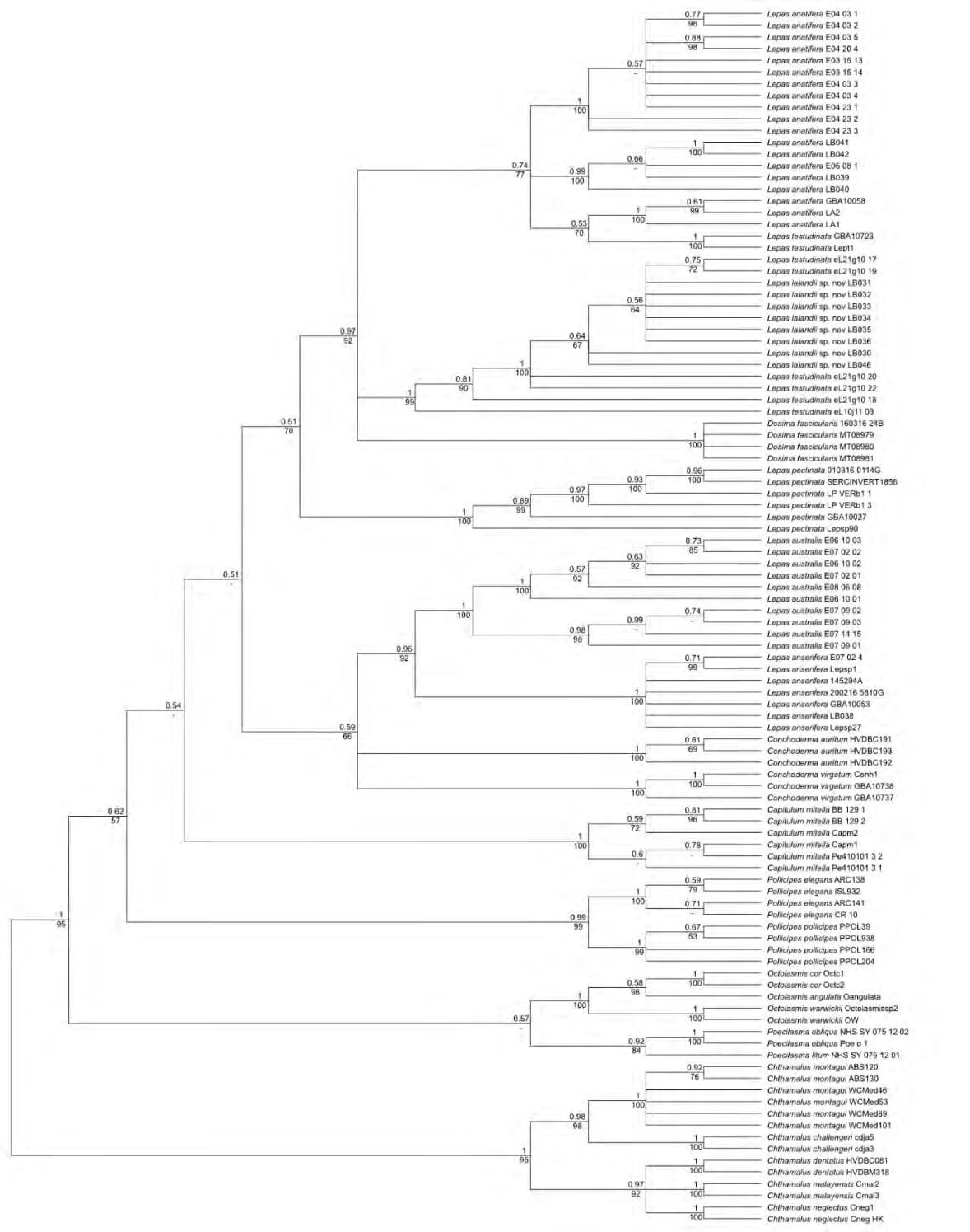 Figure 1: The majority rule consensus tree obtained from the Bayesian inference (BI) analysis. The values above the branches are BI posterior probabilities (PP) and the ones below are ML ultrafast bootstrap (UFB) supports.