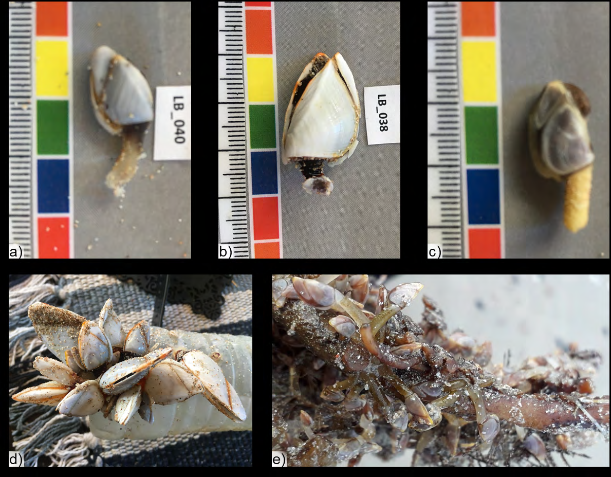 Figure 2: a) {Lana}, b) {Lans} and c) {Ll} individuals; d) {Lana} and {Lans} on a cast ashore plastic bottle and e) {Ll} on the roots of a cast ashore kelp plant.