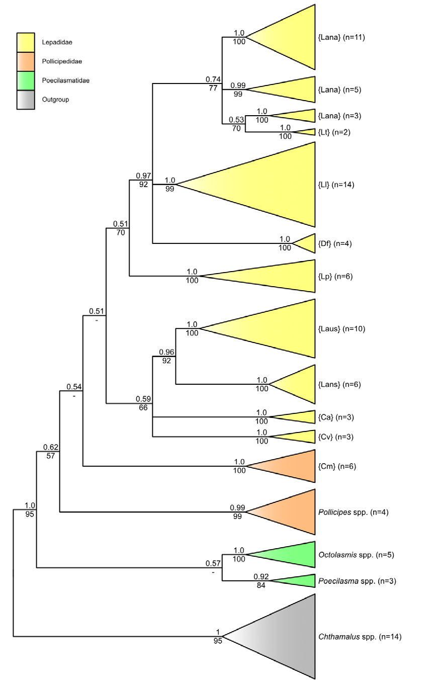 Figure 4: A tree to summarise the phylogenetic relationships of the taxa studied.