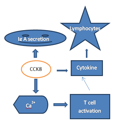 Figure 1: MOA; CCK mediated immunology.