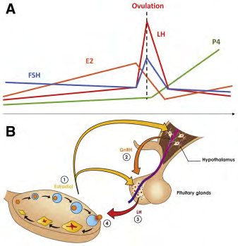 Figure 1: ** Courtesy ref no-2-Current ovulation paradigm. (A) Schematic hormones interplay around ovulation and (B) the hypothalamic-pituitary-gonadal axis representation.