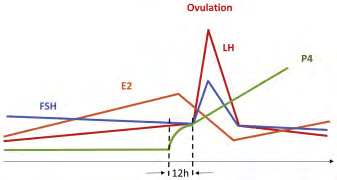 Figure 6: Courtesy ref no-2-Proposed ovulation paradigm. FSH = follicle-stimulating hormone; LH = luteinizing hormone; P4 = progesterone.