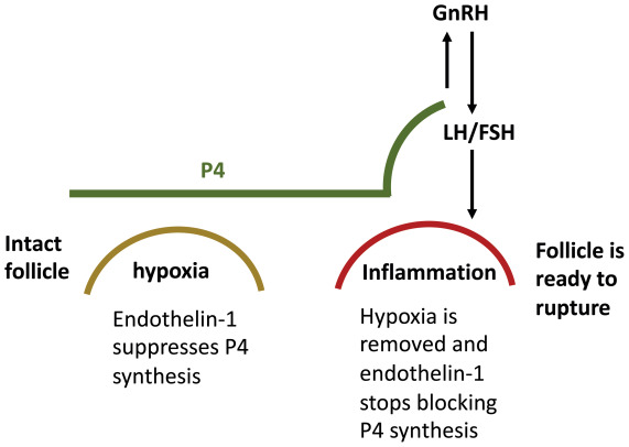Figure 7: Courtesy ref no-2-As the growing follicle reaches its maximum size (determined by the speed of follicle growth, ovarian cortex elasticity, and other factors), it becomes inflamed, increasing the vascular supply and hence delivery of oxygen, thereby removing hypoxia and blocking endothelin 1, which removes the block for P4 synthesis, leading to a precipitous rise of P4 in the circulation. FSH = follicle-stimulating hormone; LH = luteinizing hormone; P4 = progesterone.