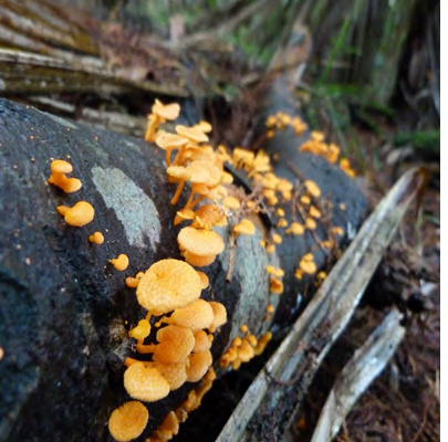 Figure 2: Favolaschia Sp, (Photo was taken by: John B. Locality: New Zealand, Nelson, 14 Rocklands Rd, Clifton (Cited in: https://mycoportal.org).