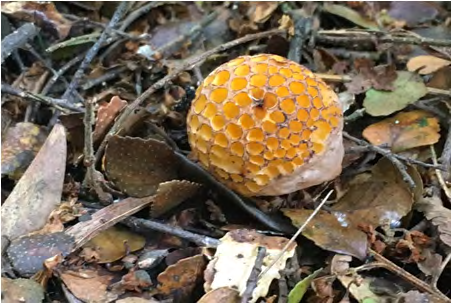 Figure 4: Cyttaria Sp. (Photo was taken by Tng, D. Locality: Australia, (Cited in: https://mycoportal.org).