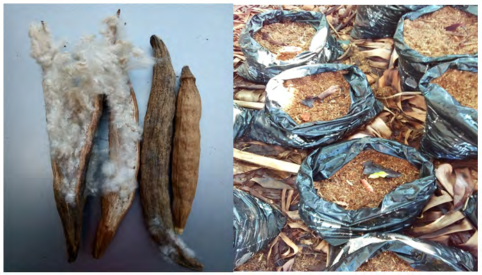 Figure 1: Ceiba fruits Ceiba seeds planted in pot.