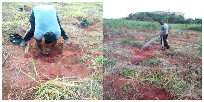 Figure 2: Transplanting of Ceiba seedlings to the field Watering of the transplanted seedlings.