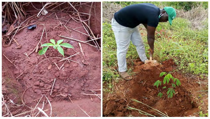 Figure 3: Ceiba plant at 2 weeks after transplanting Preparation for fertilizer application.