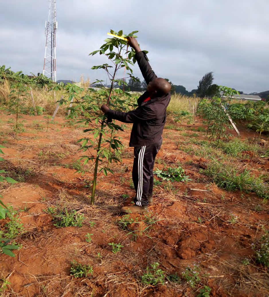 Figure 5: Ceiba plant at 4 months after transplanting.