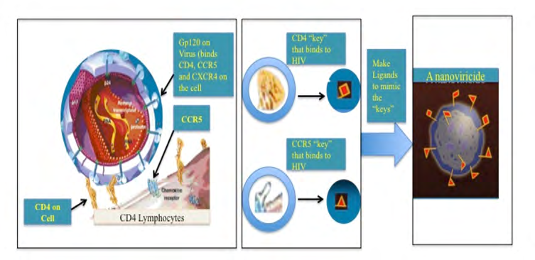 Figure 2: Novel Platform Technology: Nanoviricide is a cell Mimic. HIV Particle binding to a cell via CD4 and a Co-receptor.