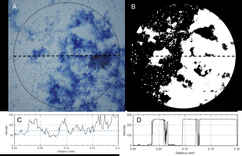 Figure 1: Each pair of images, one of the non-irradiated tooth surface and another post-lasing, was analyzed side-by-side. Both images were uploaded to ImageJ and a circle of diameter