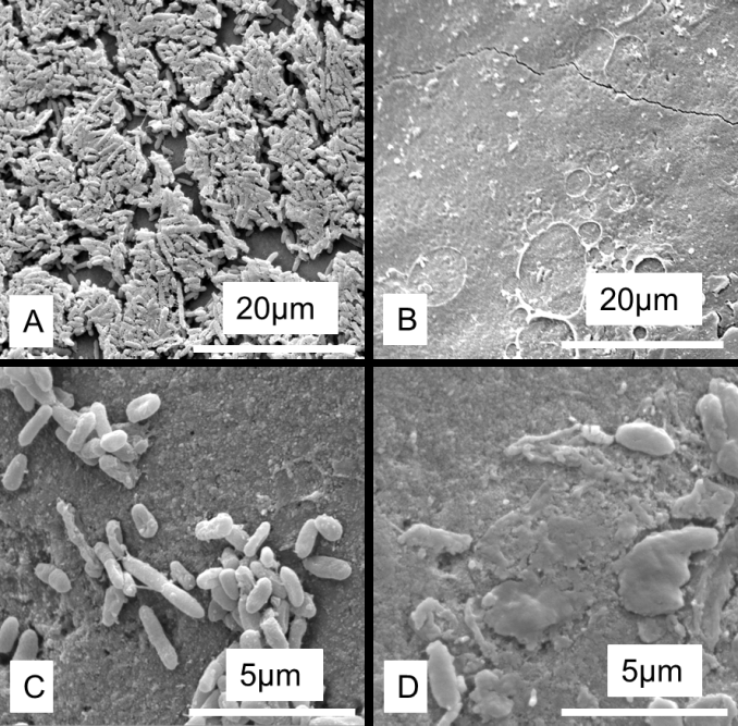 Figure 4: Scanning electron microscopy images of enamel surface with both individual and colonies of bacteria in non-irradiated (A and C) areas. A near elimination of the presence of viable bacteria was observed after irradiation with the CO2 laser (B and D).
